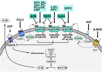 Conopeptides [V11L;V16D]ArIB and RgIA4: Powerful Tools for the Identification of Novel Nicotinic Acetylcholine Receptors in Monocytes